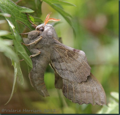 Poplatr-Hawk-Moth-3 Poplatr-Hawk-Moth-3