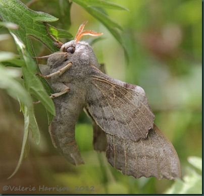 Poplatr-Hawk-Moth-3