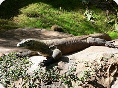 dragon de komodo dragon de komodo
