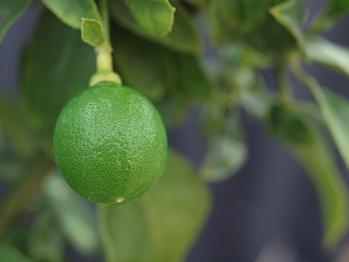 green lemons     