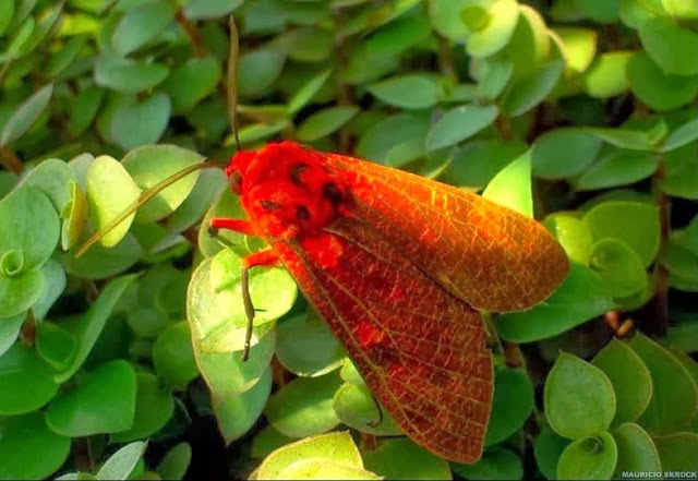 Arctiinae : Elysius cingulatus WALKER, 1856. Environs de Curitiba (Paraná), 6 février 2014. Photo : Mauricio Skrock