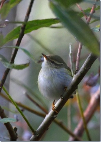 ybw