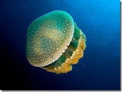 Australian spotted Jellyfish