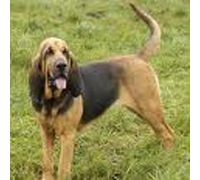 [Blodhound%255B3%255D.jpg]