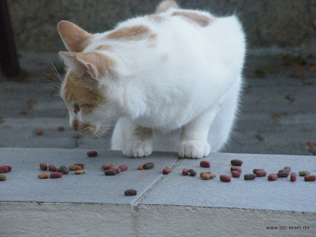 Kreta-07-2011-025.JPG