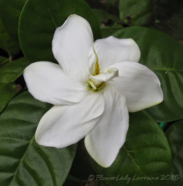 [01-20-tahitian-gardenia%255B4%255D.jpg]