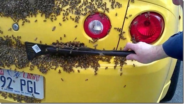 Chevrolet camaro (5)