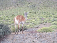 Guanaco