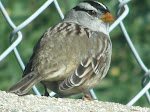 IMG_0552.JPG