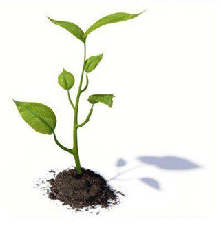 petite-plante2 petite-plante2