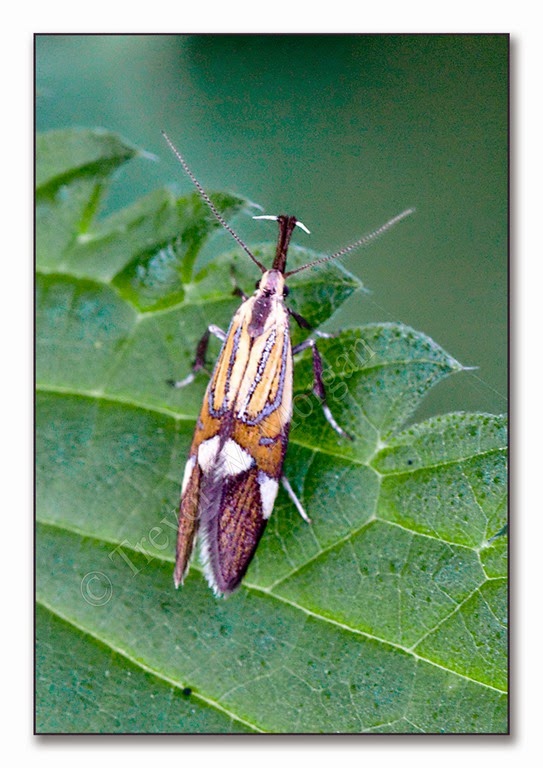[Day-Moth-1--Common-Tubic-4.jpg]