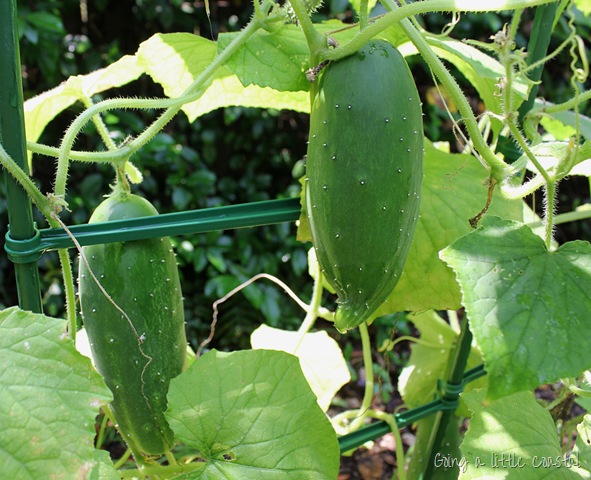 [cucumbers%255B10%255D.jpg]