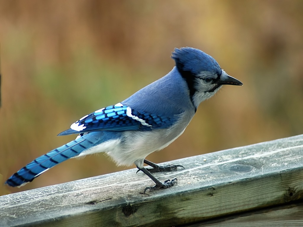 [blue-jay-facts256.jpg]