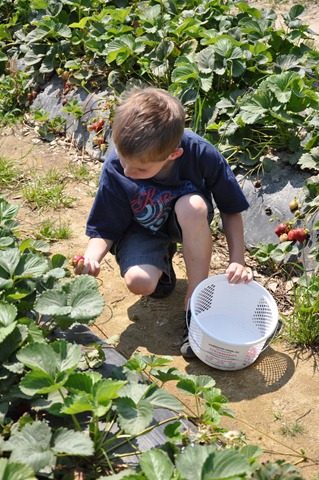 [Strawberry%2520Picking%2520May%25202011%252009%255B2%255D.jpg]