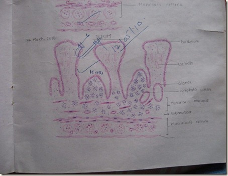 ileum diagram at histology slides database