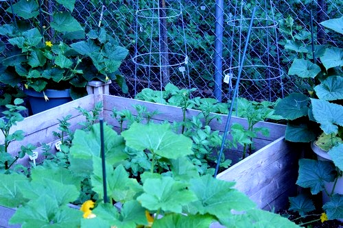 garden_051912_0012