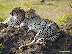 Masai Mara