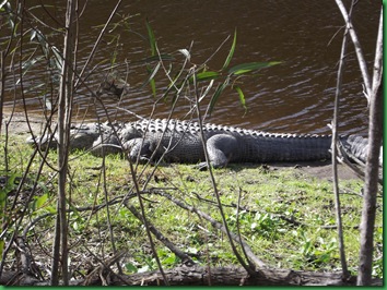 Saturday at Myakka 072