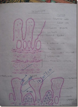 jejunum diagram at histology slides database