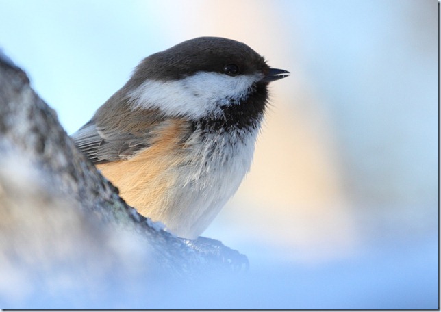 sibe_tit1