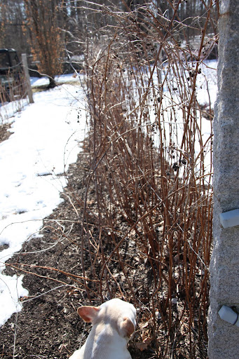 Pruning can't be that hard.  What do you say  - we help Shaun out?  He's so busy elsewhere on the property.