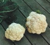 snowball snowball
