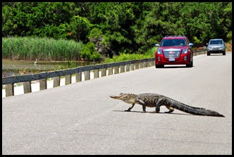 03a8d2 - Causeway- Gator crossing -They'll just have to wait