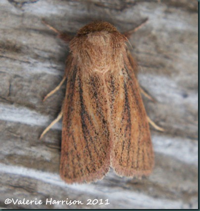 small-wainscot-2 (3)