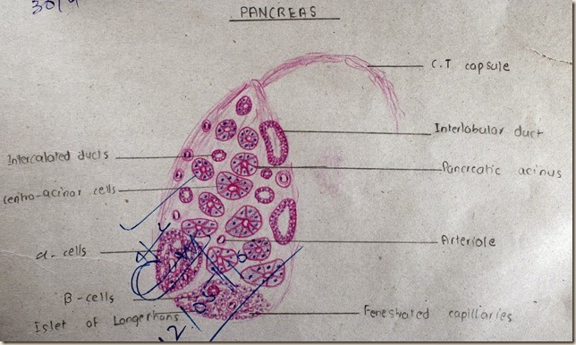 Pancreas high resolution histology diagram