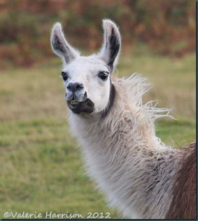 53-llama