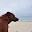 DSC_0272.jpg