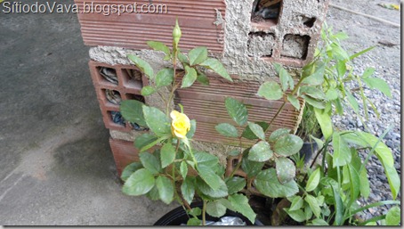 Rosa amarela Rosa amarela