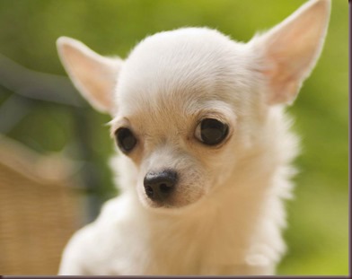 Amazing Animals Pictures Chihuahua (1)