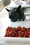 Wow, Sharkey!  Look at our haul!  This is a lot of strawberries!
