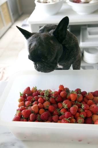 Wow, Sharkey!  Look at our haul!  This is a lot of strawberries!