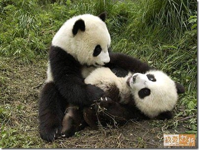 playful pandas