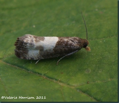 Epiblema cynosbatella Epiblema cynosbatella