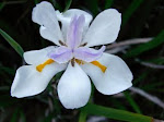 Popcorn iris