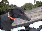 Tom here came with greyhound pal June, who did make it on camera while Tom waited in the wings :(. These sweet greyhounds can be adopted together or apart.Tom is good with cats, kids, other dogs and he is house trained! (See his adoption info at MarthaStewart.com/pet-adoption.)