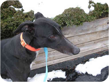 Tom here came with greyhound pal June, who did make it on camera while Tom waited in the wings :(. These sweet greyhounds can be adopted together or apart.Tom is good with cats, kids, other dogs and he is house trained! (See his adoption info at MarthaStewart.com/pet-adoption.) Tom here came with greyhound pal June, who did make it on camera while Tom waited in the wings :(. These sweet greyhounds can be adopted together or apart.Tom is good with cats, kids, other dogs and he is house trained! (See his adoption info at MarthaStewart.com/pet-adoption.)