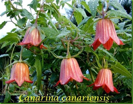 Canarina_canariensis 1 Canarina_canariensis 1