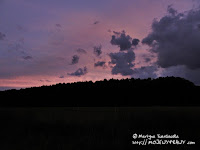 Puszcza Notecka podświetlona zmrokiem...