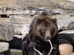 denver_zoo