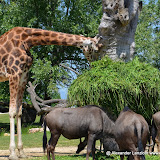 Safaripark_130527-003.JPG