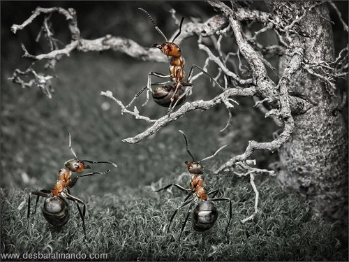 formigas inacreditaveis incriveis desbaratinando  (2)