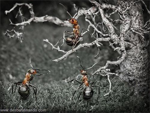 formigas inacreditaveis incriveis desbaratinando (2) formigas inacreditaveis incriveis desbaratinando (2)