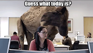 hump-day-geico-camel-commercial