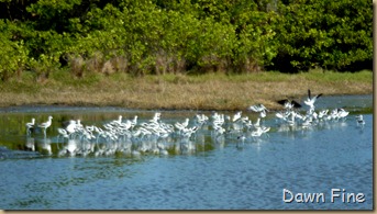 Merritt Island-black point drive_056