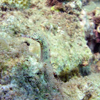 Pipefish (Pemuteran, North Bali)