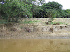 A family of capybaras on the side of the river.